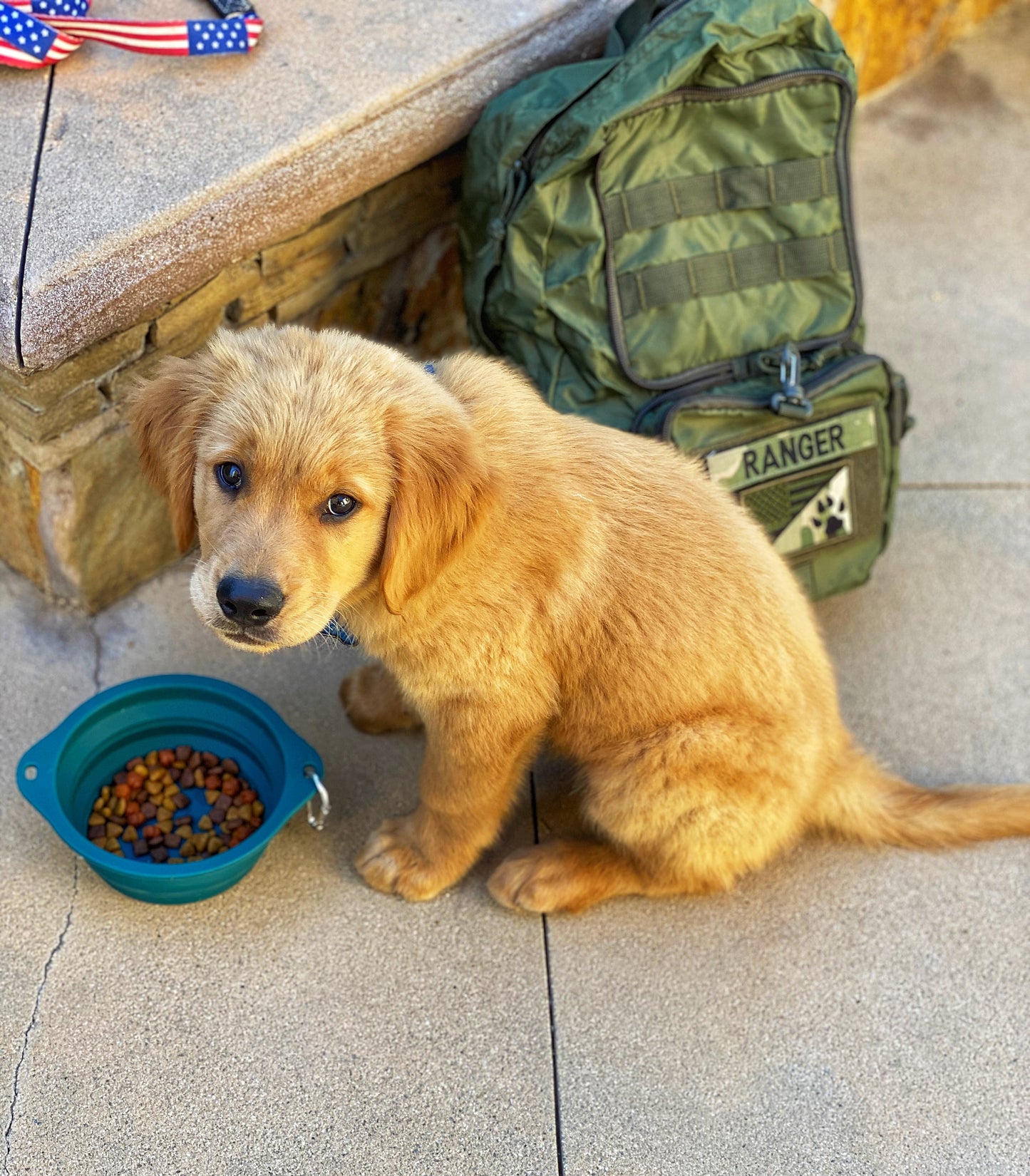 GOLDEN RETRIEVER PUPPY DONATION